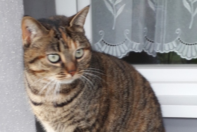 Vermisstmeldung Katze  Weiblich , 8 jahre Faches-Thumesnil Frankreich