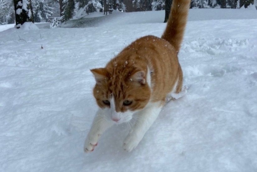 Vermisstmeldung Katze Männliche , 8 jahre Fribourg Schweiz