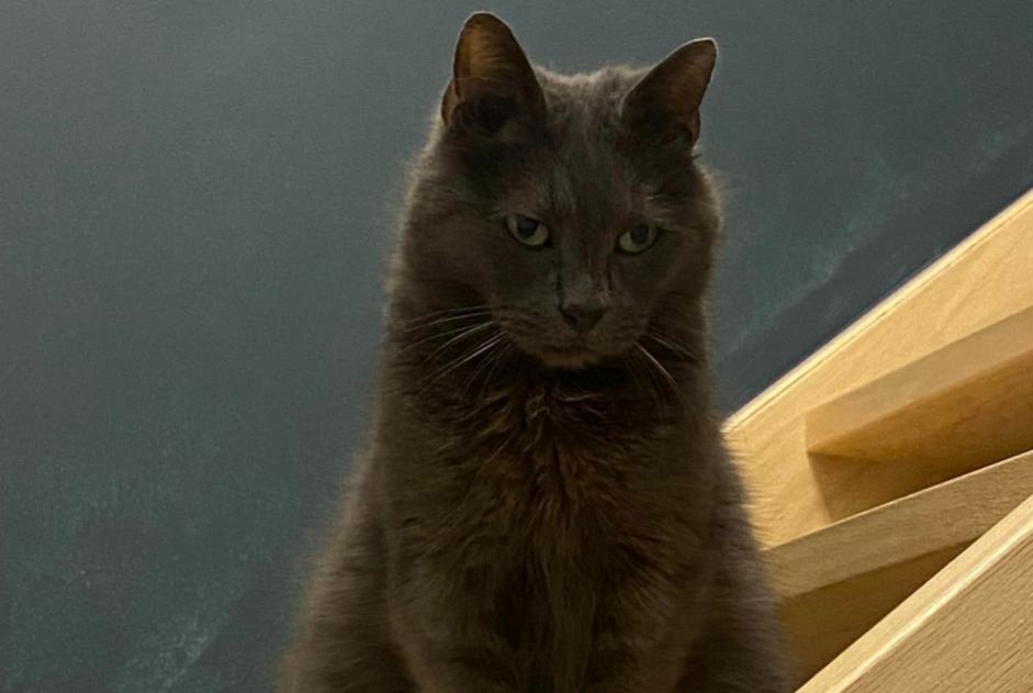 Vermisstmeldung Katze rassenmischung Männliche , 11 jahre Quévy Belgien