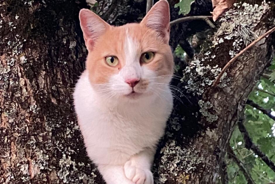 Vermisstmeldung Katze  Männliche , 3 jahre Vergt Frankreich