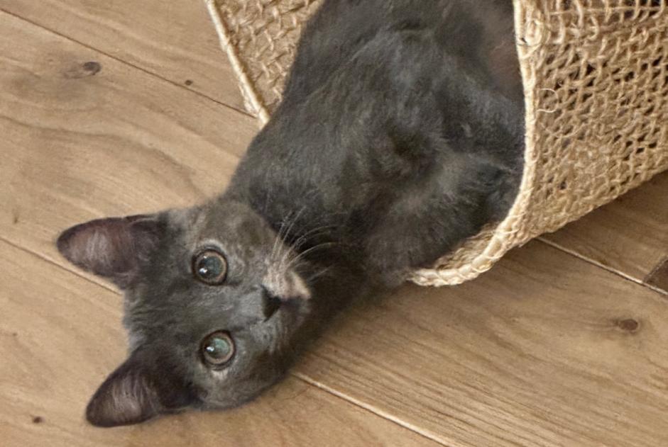 Vermisstmeldung Katze  Weiblich , 1 jahre Istres Frankreich