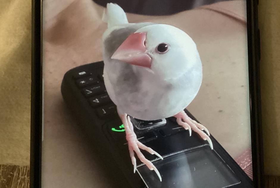 Vermisstmeldung Vogel Männliche , 2025 jahre Les Sables-d'Olonne Frankreich