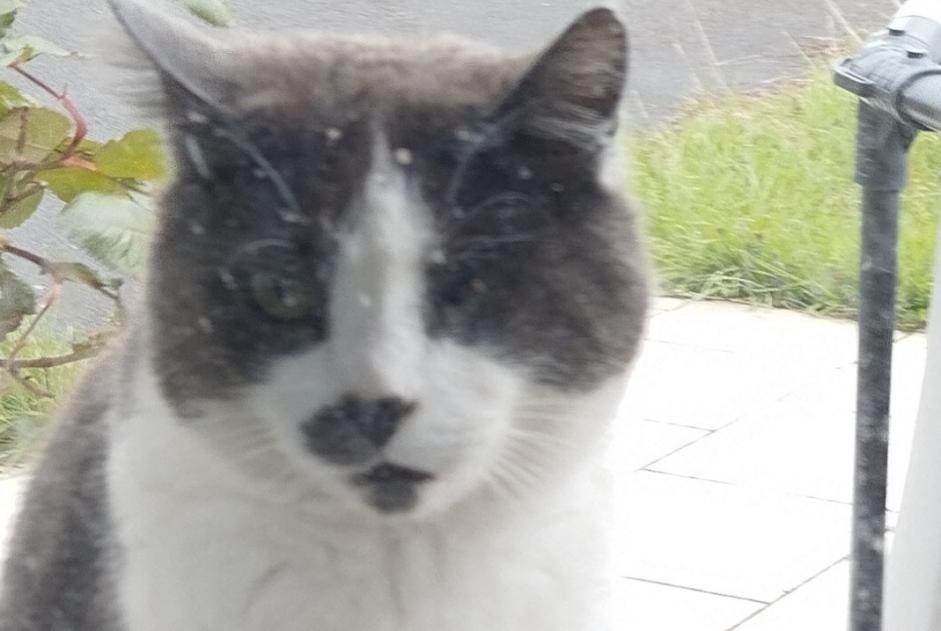 Vermisstmeldung Katze  Männliche , 6 jahre Souastre Frankreich