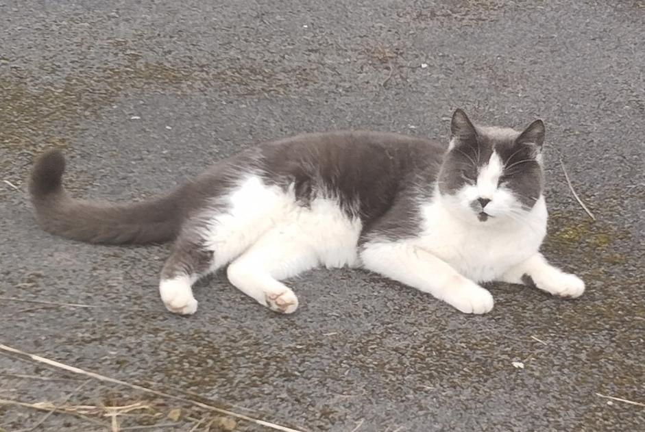 Vermisstmeldung Katze  Männliche , 6 jahre Souastre Frankreich