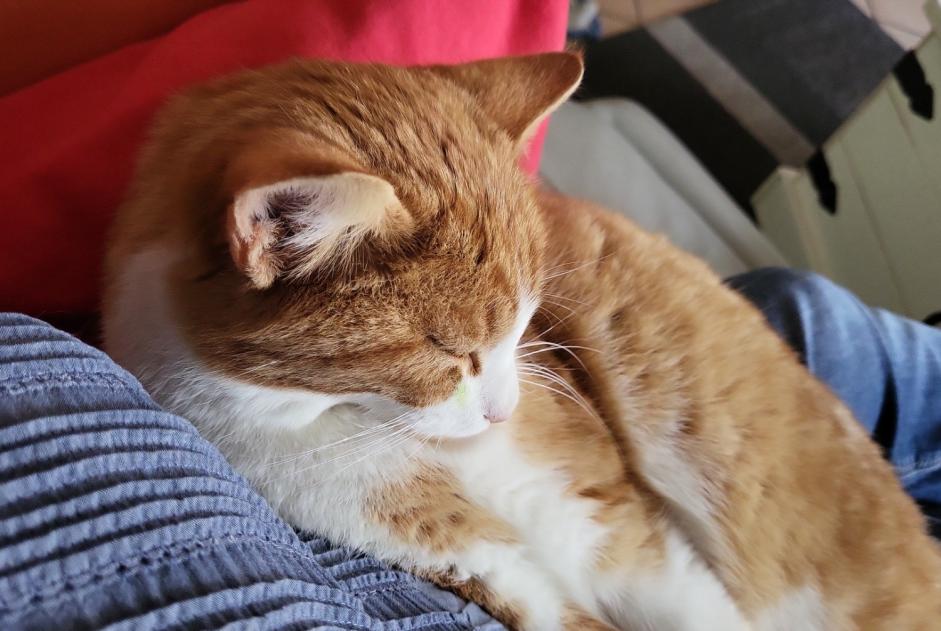 Vermisstmeldung Katze  Männliche , 1 jahre Senarclens Schweiz