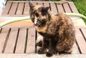 Vermisstmeldung Katze rassenmischung Weiblich , 7 jahre Sucy-en-Brie Frankreich