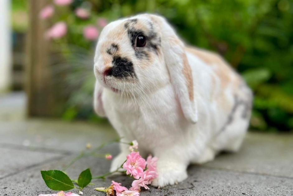 Vermisstmeldung Hase Männliche , 2024 jahre Mettmann Deutschland