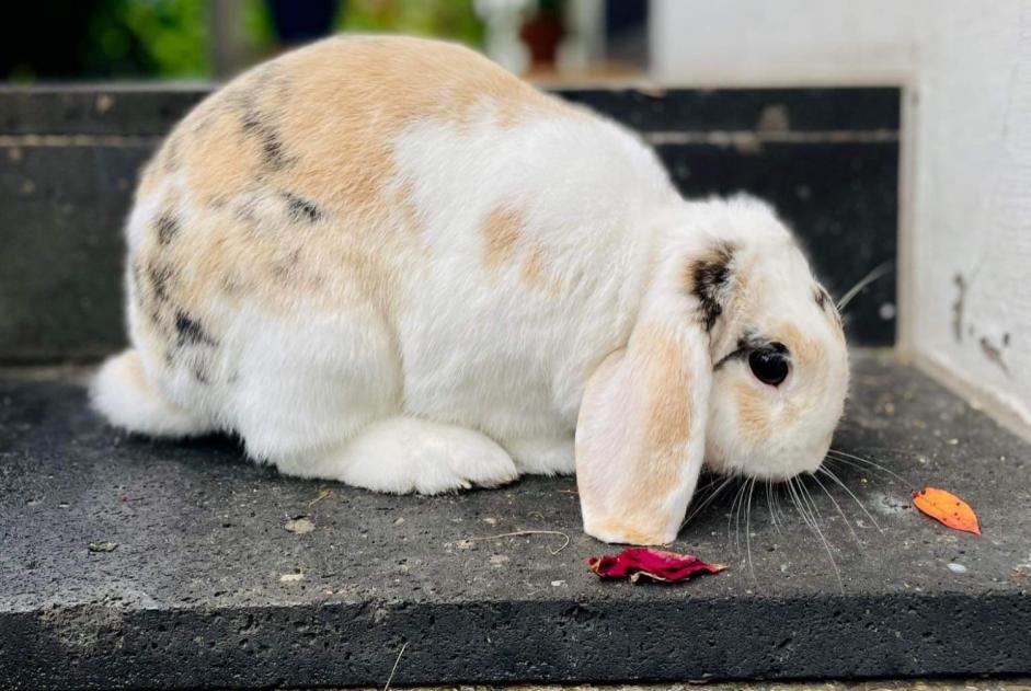 Vermisstmeldung Hase Männliche , 2024 jahre Mettmann Deutschland