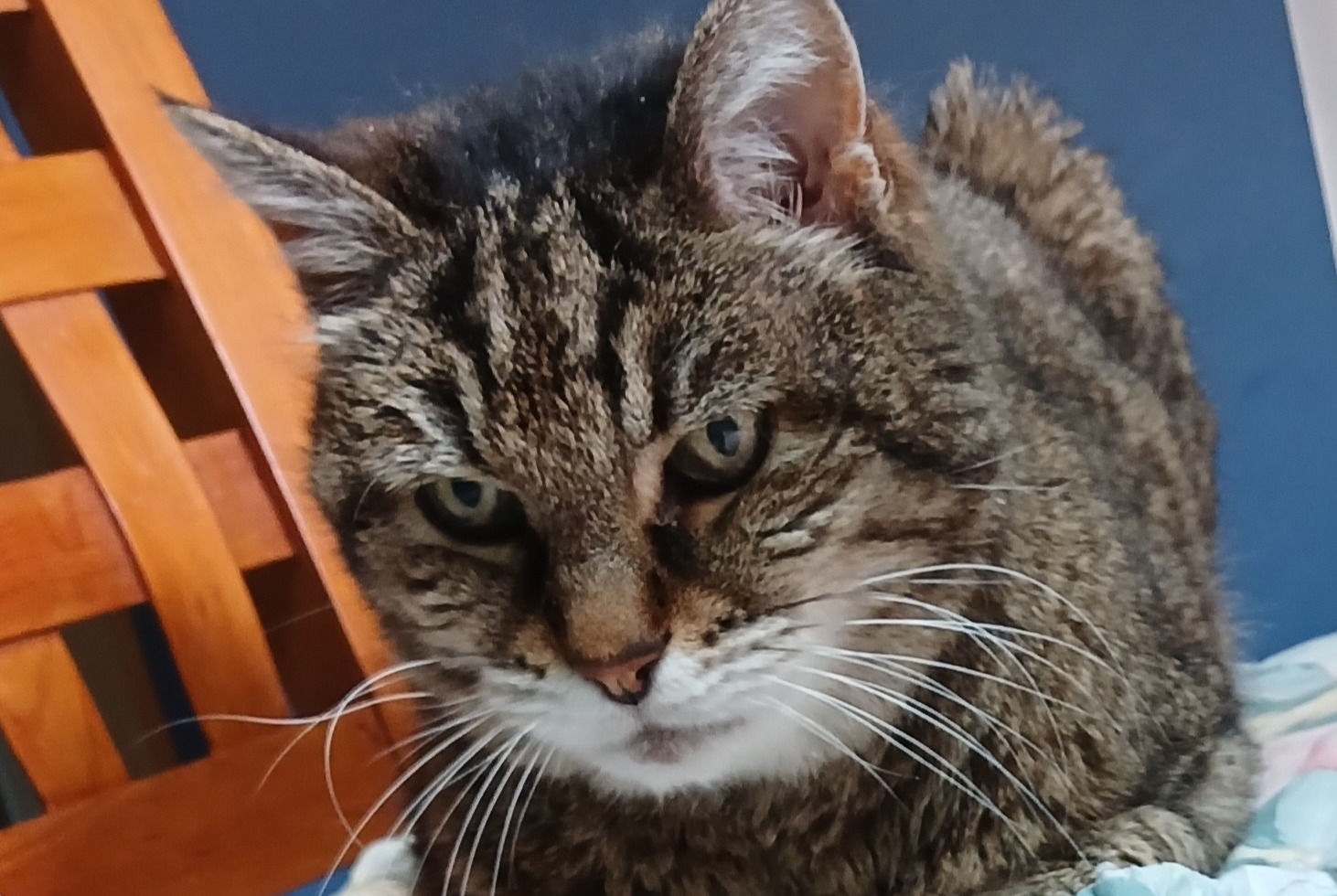 Vermisstmeldung Katze rassenmischung Weiblich , 20 jahre Toulouse Frankreich