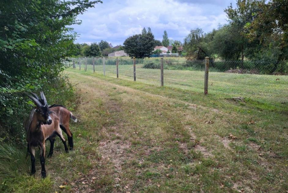 Fundmeldung Ziege Unbekannt Villemort Frankreich