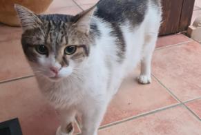 Vermisstmeldung Katze Männliche , 6 jahre Saint-Alban Frankreich