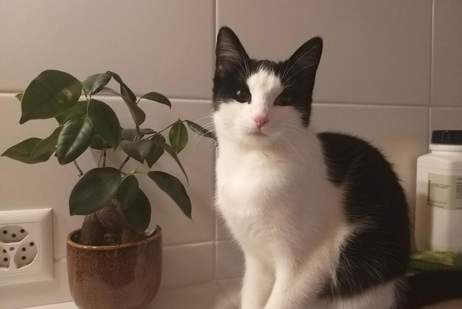 Vermisstmeldung Katze Weiblich , 3 jahre Forel (Lavaux) Schweiz