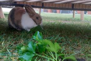 Fundmeldung Hase Unbekannt Cascais Portugal