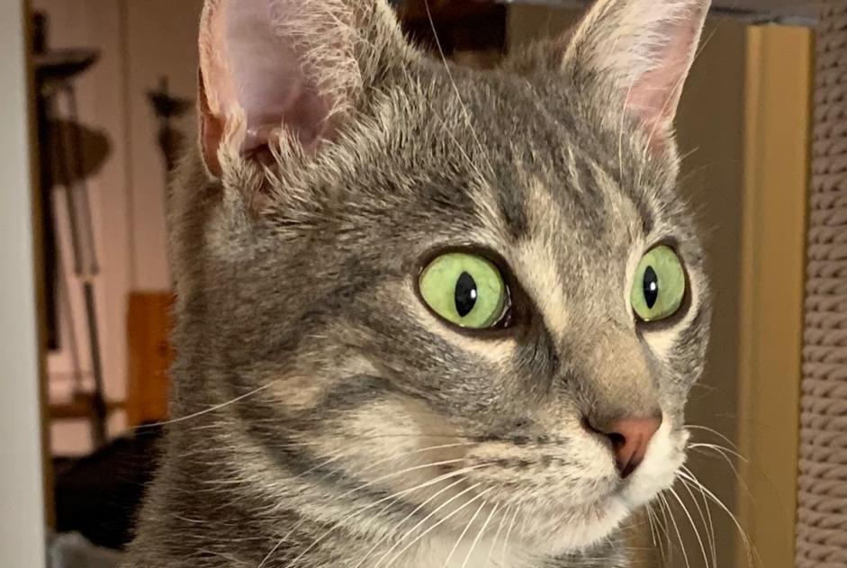 Vermisstmeldung Katze Weiblich , 1 jahre Neuchâtel Schweiz