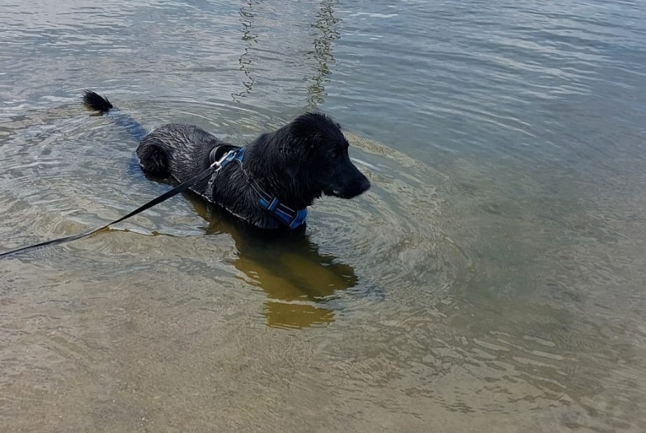 Vermisstmeldung Hund  Weiblich , 3 jahre Beaune Frankreich