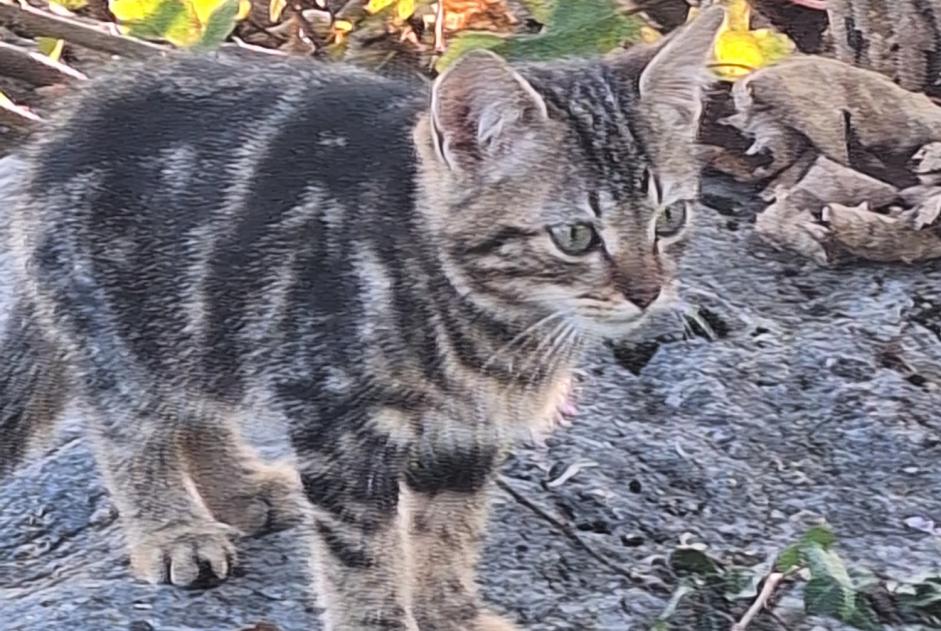 Fundmeldung Katze Unbekannt Neuchâtel Schweiz