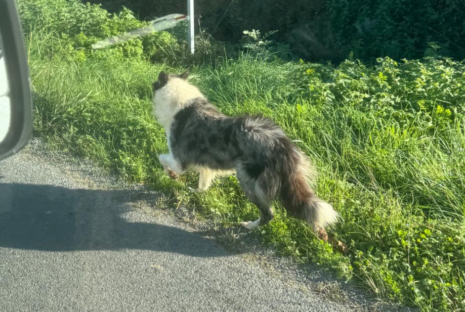 Fundmeldung Hund  Männliche Ludon-Médoc Frankreich