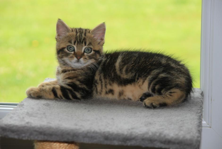 Vermisstmeldung Katze  Weiblich , 0 jahre Narrosse Frankreich