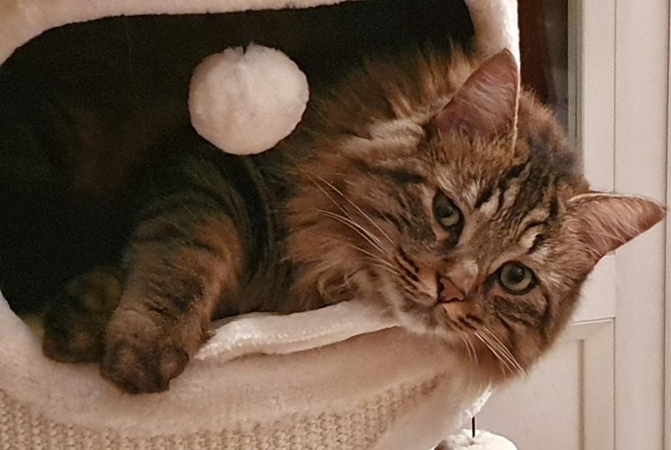 Vermisstmeldung Katze  Männliche , 6 jahre Sillingy Frankreich