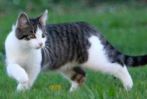 Vermisstmeldung Katze Männliche , 4 jahre Balaruc-les-Bains Frankreich