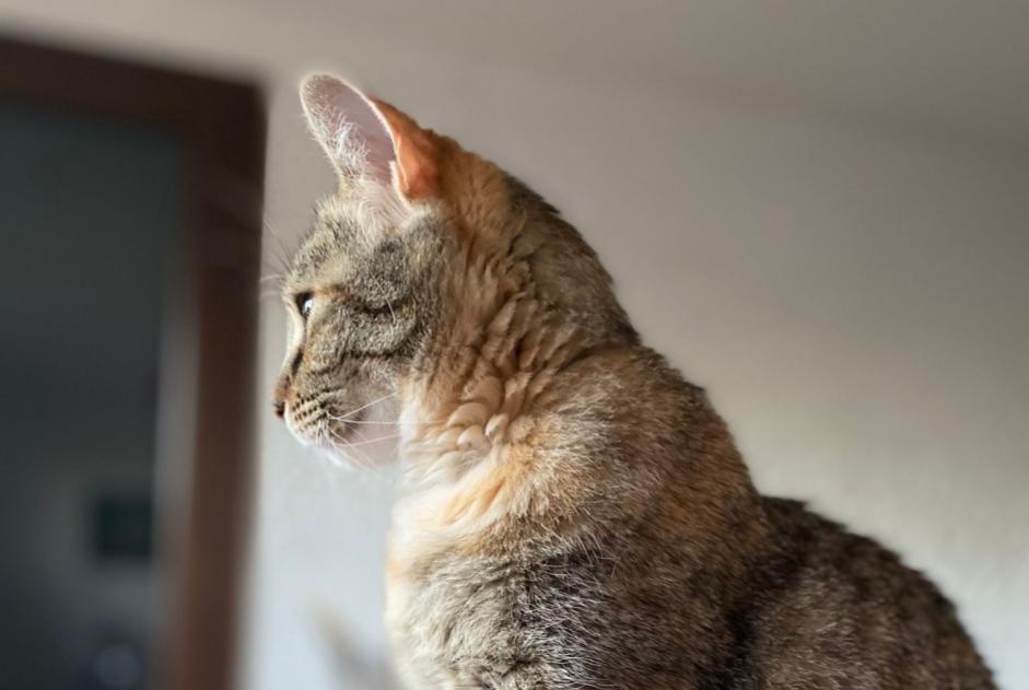 Vermisstmeldung Katze rassenmischung Weiblich , 6 jahre La Ciotat Frankreich