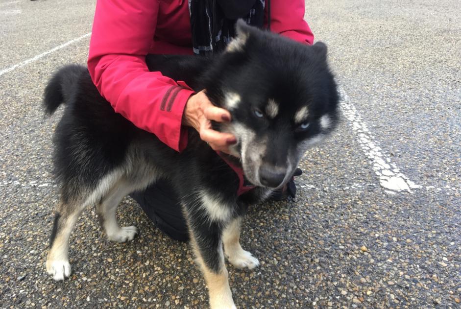 Fundmeldung Hund  Männliche Pavezin Frankreich