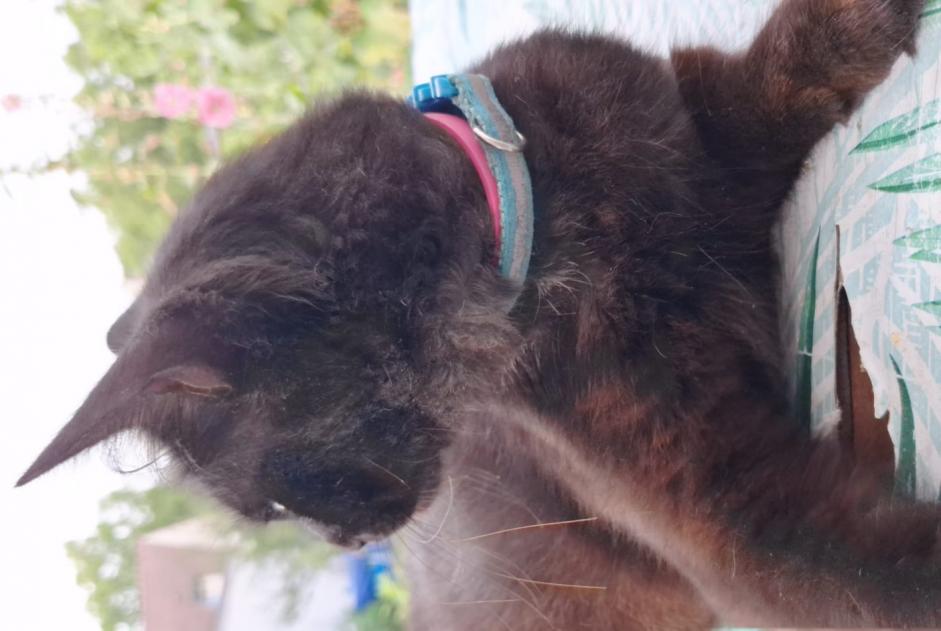 Vermisstmeldung Katze  Männliche , 1 jahre Rosny-sur-Seine Frankreich