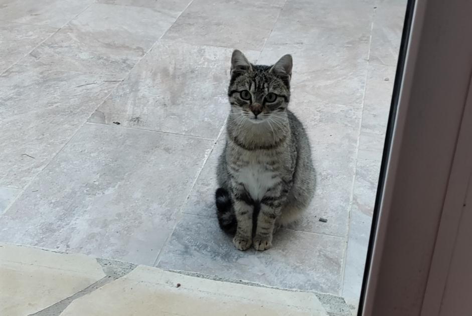 Fundmeldung Katze Unbekannt Leucate Frankreich