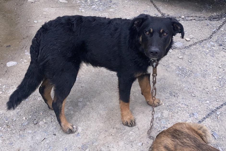 Vermisstmeldung Hund rassenmischung Männliche , 1 jahre Châteauroux-les-Alpes Frankreich