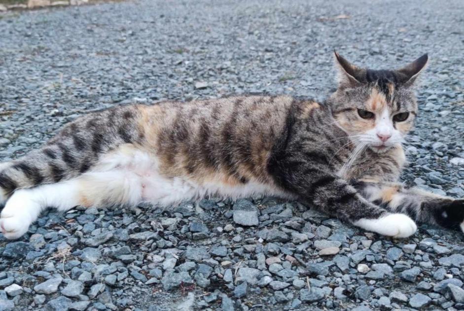 Vermisstmeldung Katze Weiblich , 10 jahre L'Hermenault Frankreich