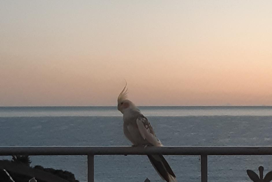 Fundmeldung Vogel Unbekannt Roquebrune-Cap-Martin Frankreich