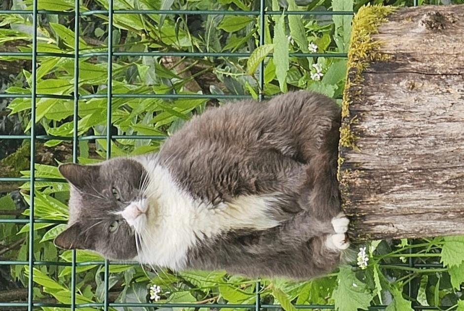 Vermisstmeldung Katze Weiblich , 8 jahre Bures-sur-Yvette Frankreich