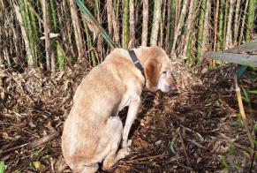 Fundmeldung Hund  Unbekannt Galgon Frankreich