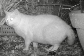 Fundmeldung Katze Unbekannt Chauve Frankreich