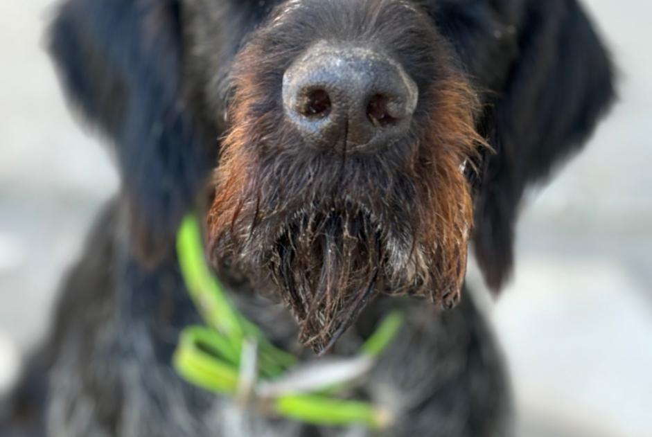 Vermisstmeldung Hund  Weiblich , 8 jahre Huismes Frankreich