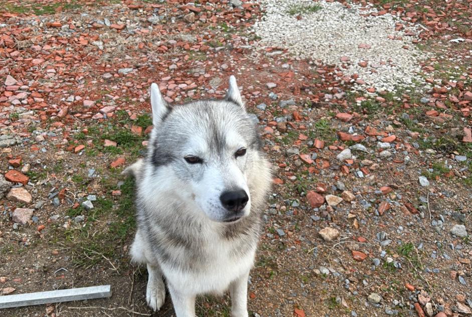 Fundmeldung Hund  Männliche Saint-Victor Frankreich