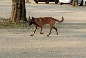 Fundmeldung Hund  Unbekannt Romans-sur-Isère Frankreich