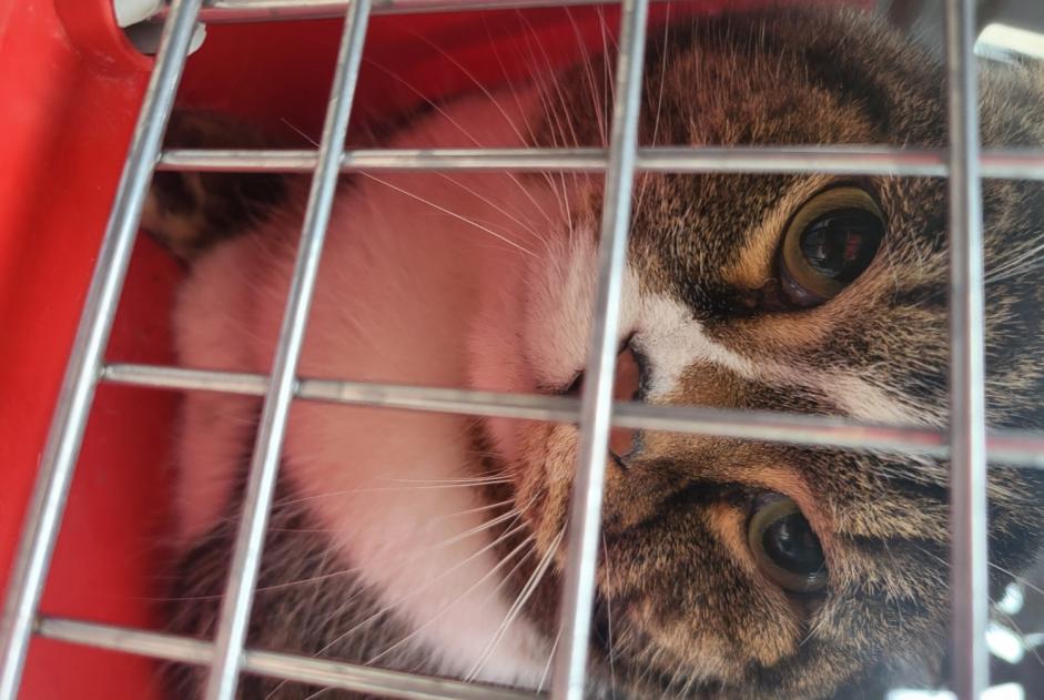 Fundmeldung Katze Männliche , 2 Jahre Puteaux Frankreich