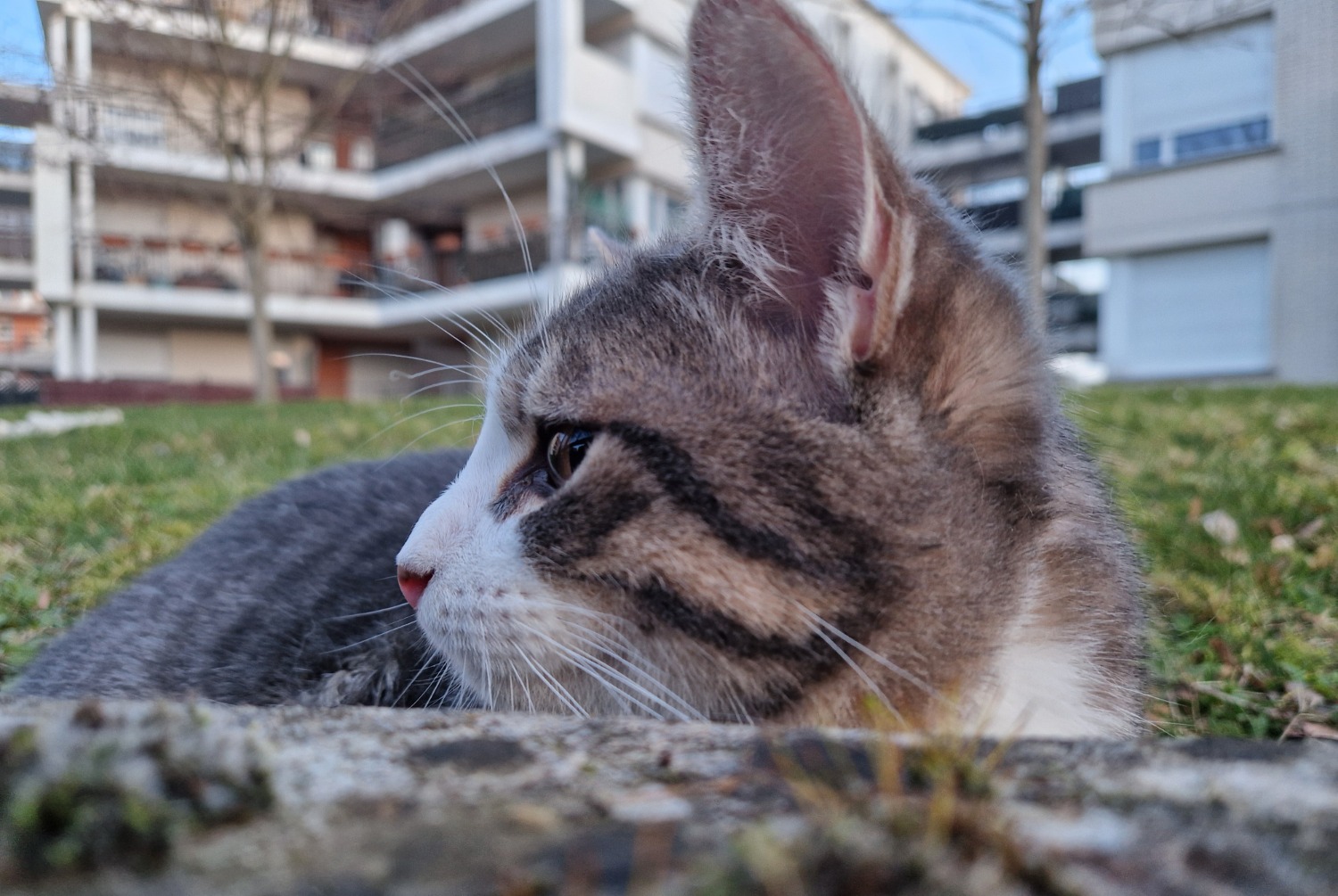 Fundmeldung Katze Männliche , 2025 jahre Créteil Frankreich