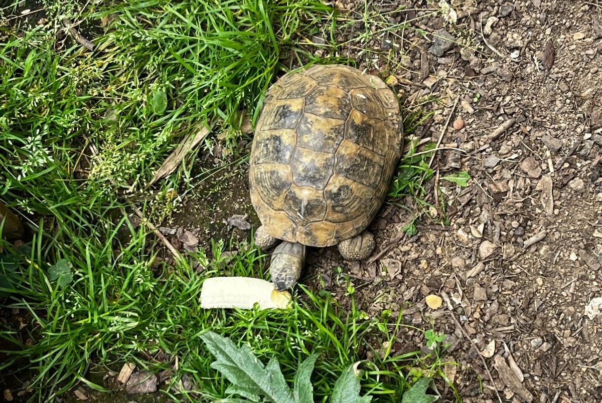 Vermisstmeldung Schildkröte Männliche , 2025 jahre Cesson-Sévigné Frankreich