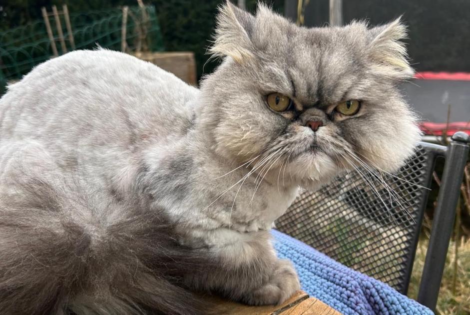 Vermisstmeldung Katze  Männliche , 6 jahre Basel Schweiz