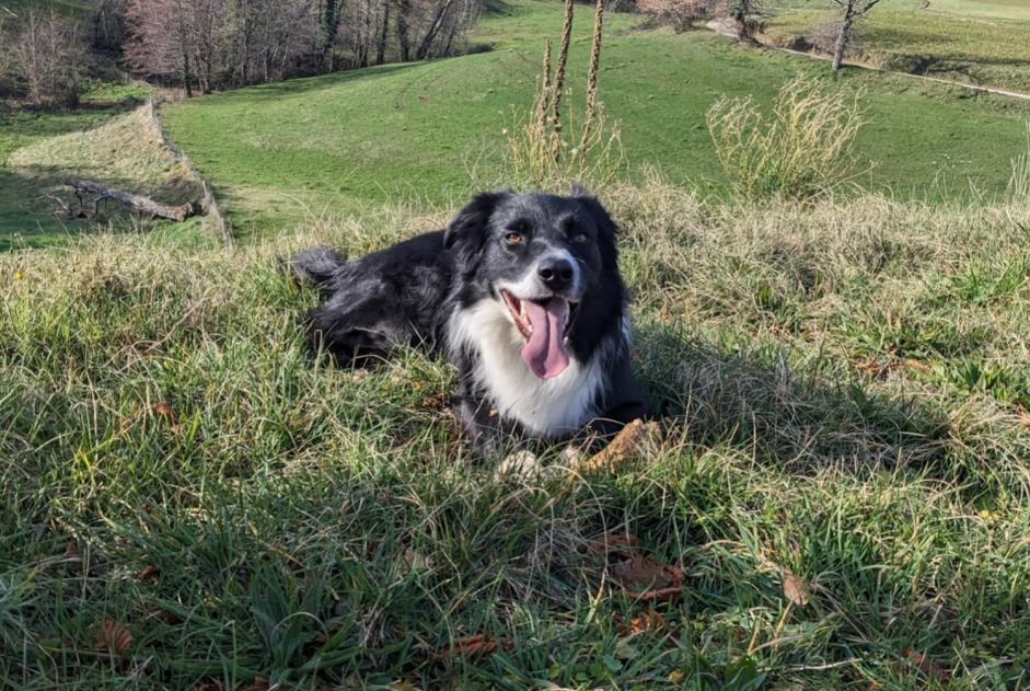 Vermisstmeldung Hund  Männliche , 5 jahre Glun Frankreich