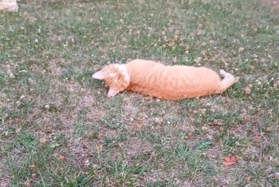 Vermisstmeldung Katze  Männliche , 2 jahre Saint-Aubin-de-Nabirat Frankreich