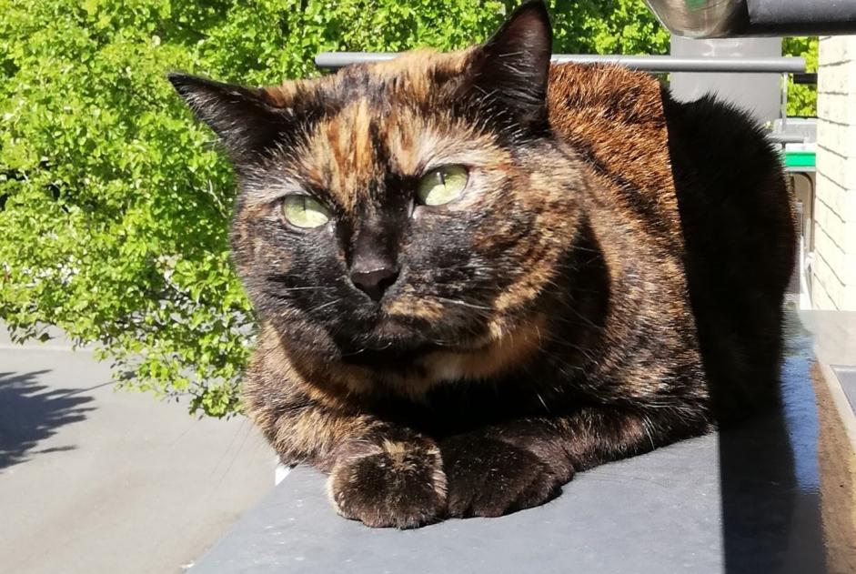 Disappearance alert Cat  Female , 13 years Saint-André-lez-Lille France