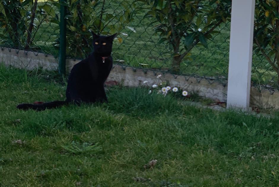 Disappearance alert Cat  Male , 5 years Villars-Epeney Switzerland