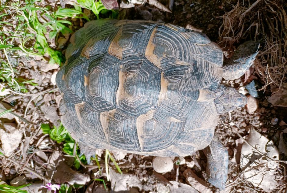 Discovery alert Tortoise Male Villeneuve-lès-Maguelone France