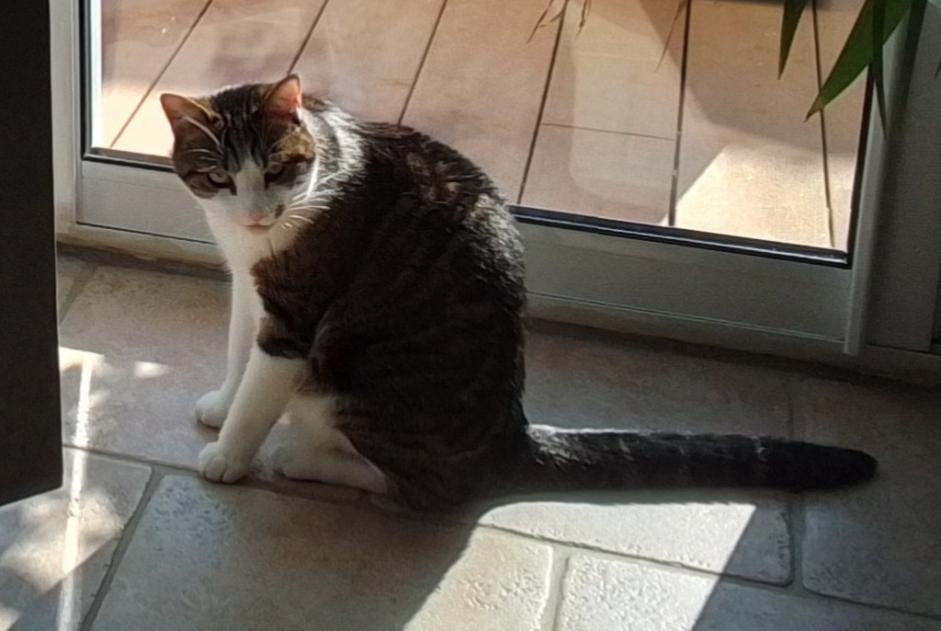 Disappearance alert Cat  Male , 4 years Amboise France