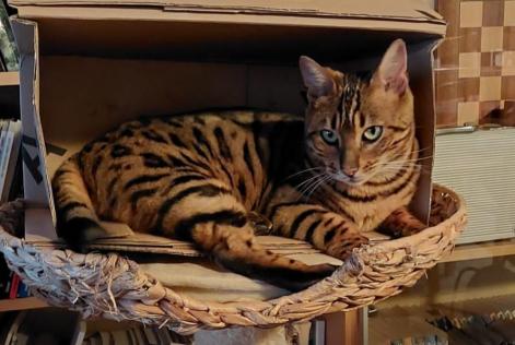 Disappearance alert Cat  Female , 3 years Jongny Switzerland