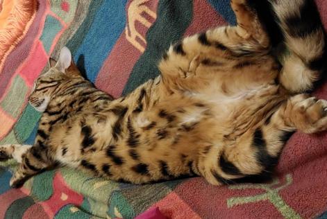 Disappearance alert Cat  Female , 3 years Jongny Switzerland