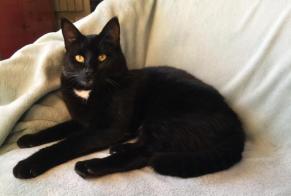 Disappearance alert Cat  Male , 3 years Lyon France